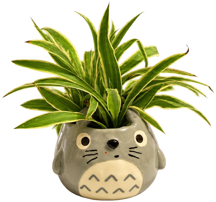 Green leaves in a Totoro ceramic planter